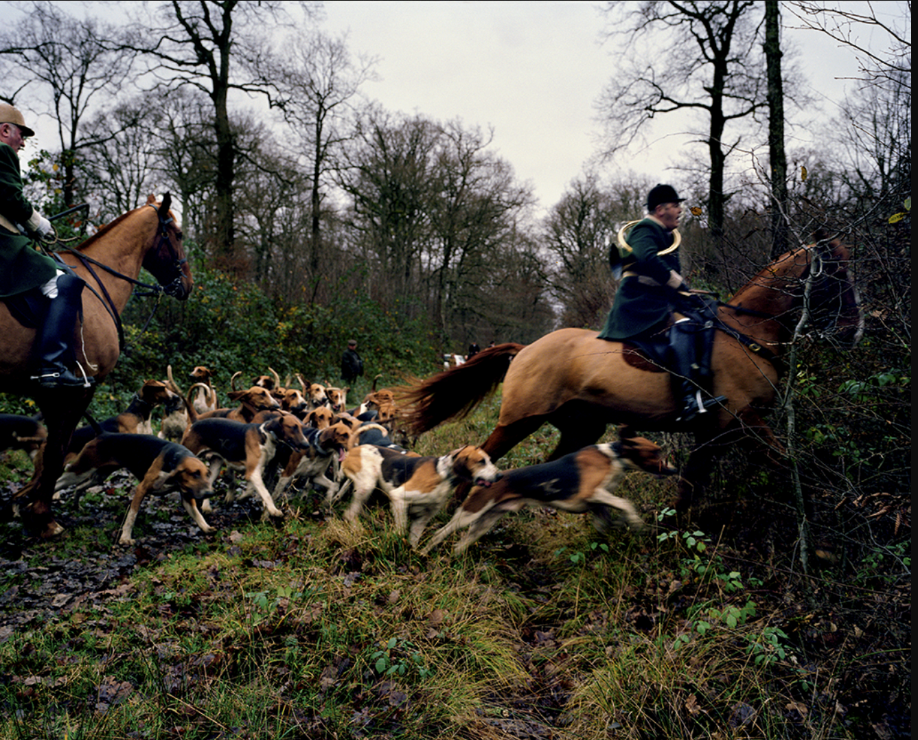 Chasseurs à cheval guidant un groupe de chiens de chasse dans une forêt en automne.