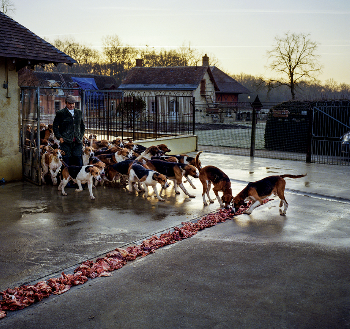 Chien de berger Basset Hound alimentant un groupe de chiens, probablement en train de manger de la viande crue, en extérieur à l'aube ou au crépuscule.