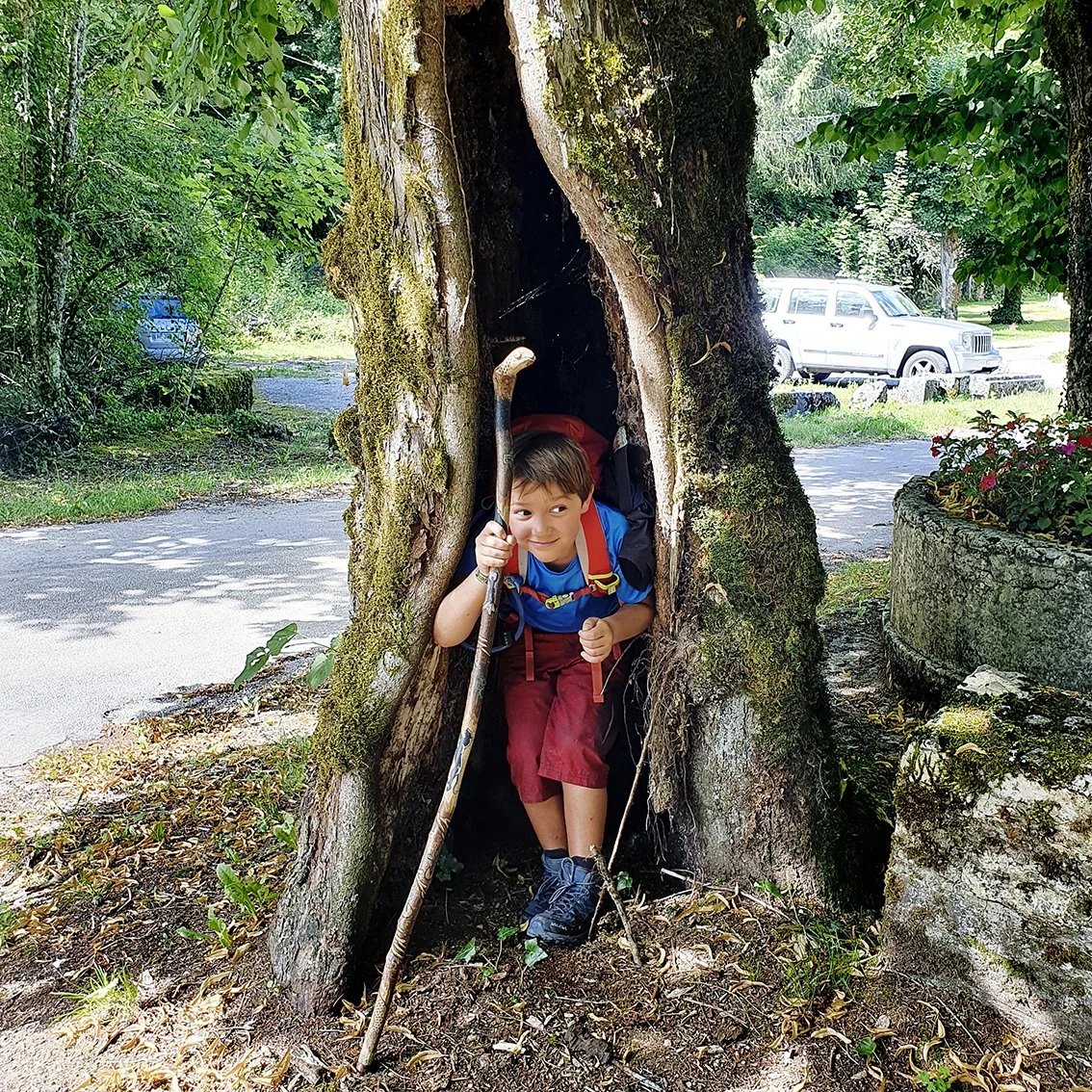 A young boy with a colorful backpack, carrying a stick, emerging from a hole in an old tree in a park, surrounded by greenery and cars in the background.