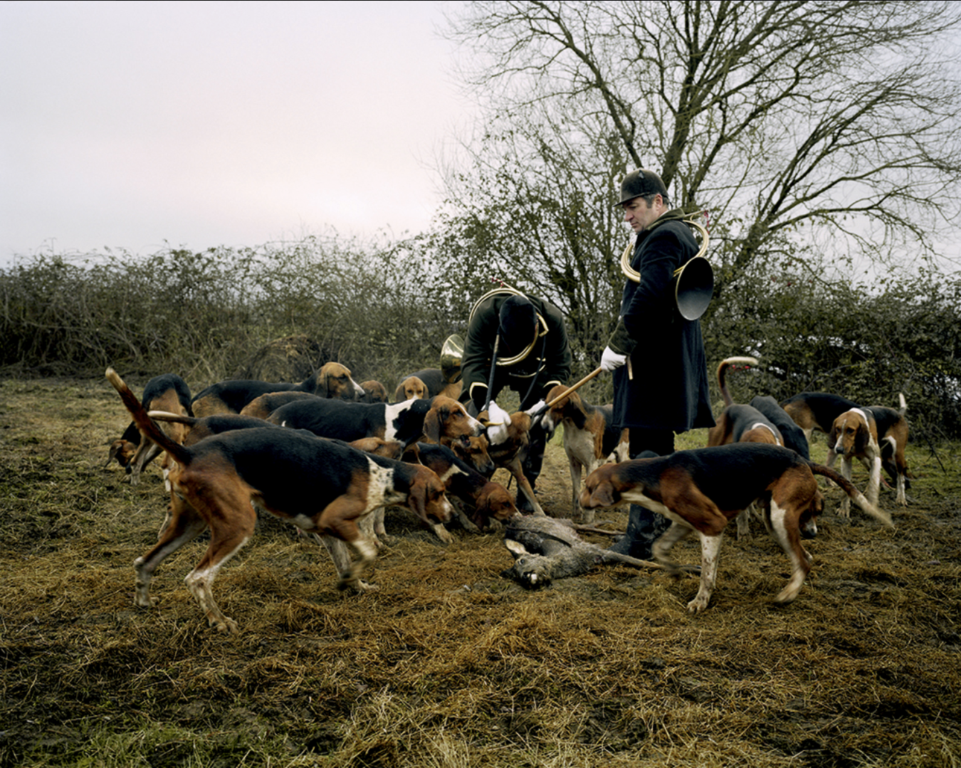 Chasseurs avec chiens de chasse, mêlant animaux et hommes en plein travail de chasse au gros gibier dans un champ avec des arbres dénudés en arrière-plan.