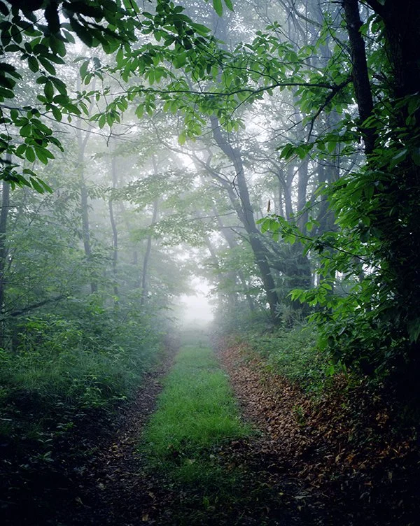 Sentier de forêt verdoyante avec lumière brumeuse au fond, entouré d'arbres feuillus et de brouillard léger.