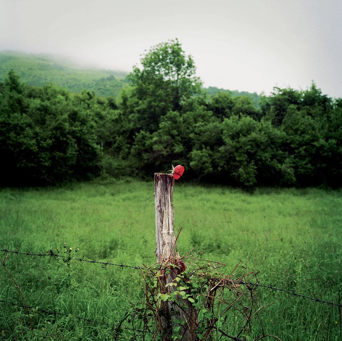 A wooden post with a red flower on it in a green field surrounded by trees and misty hills in the background.