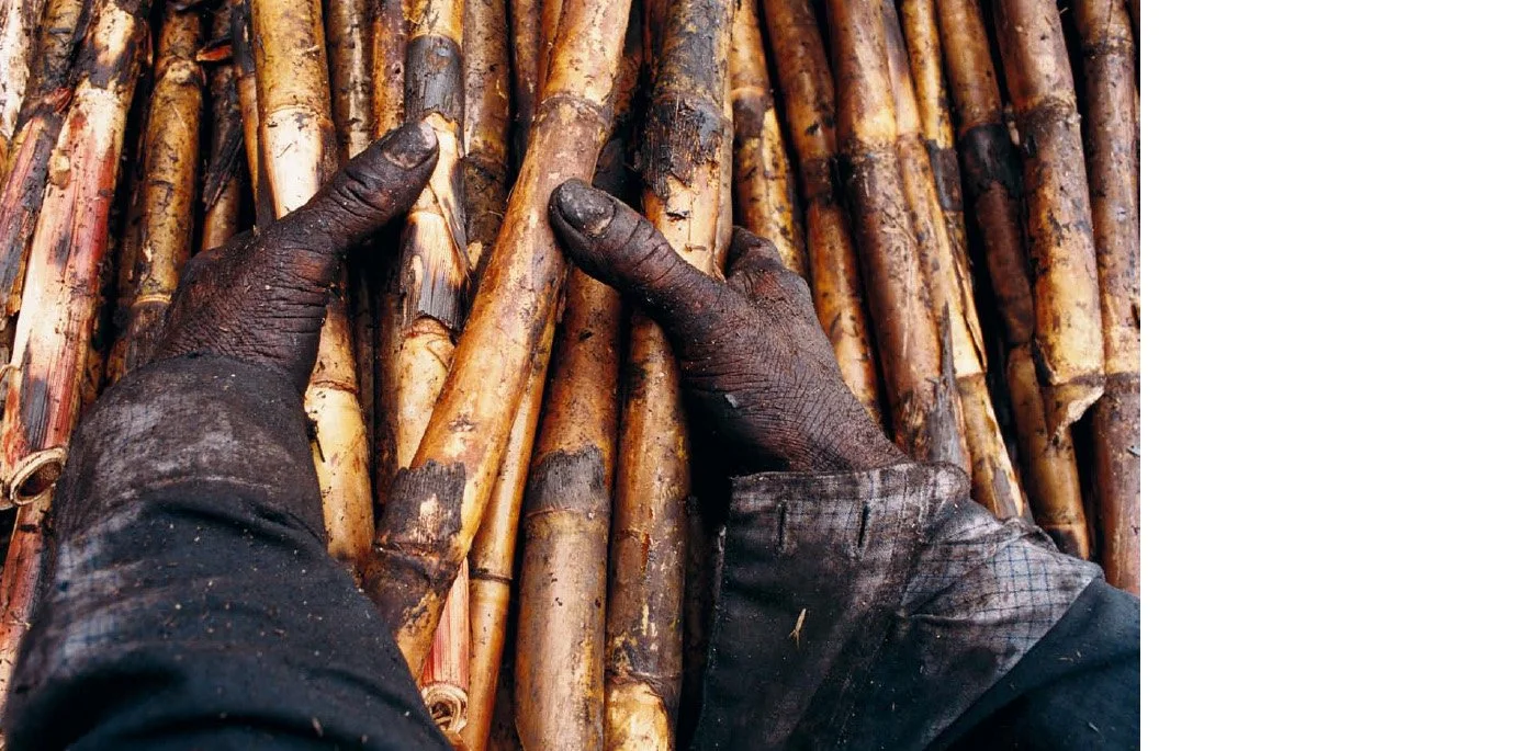 Mains noires et sales manipulant des tiges de canne à sucre.