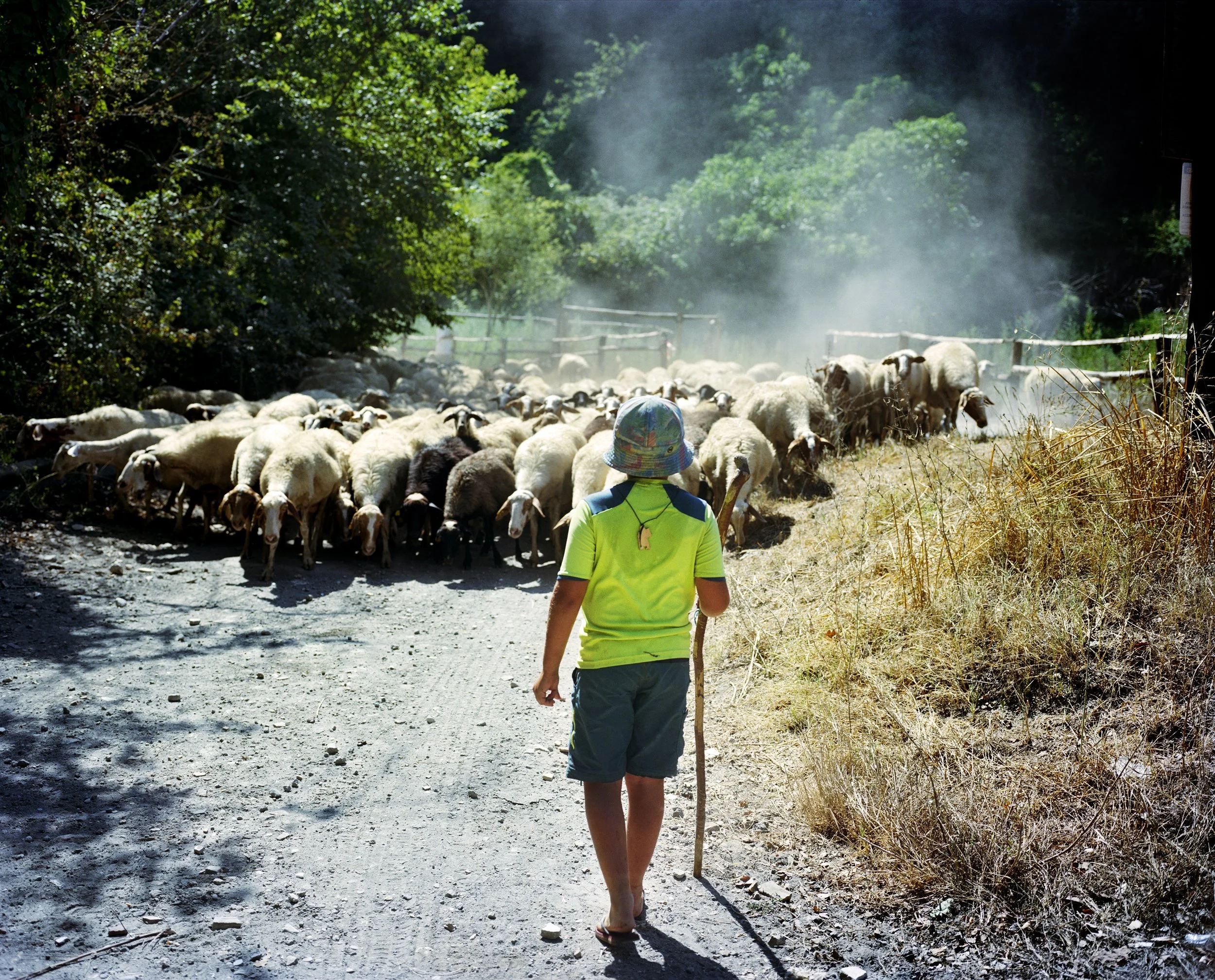 A child walks along a dirt track with a stick, towards a flock of sheep. The dense vegetation surrounding the path is visible, with mist or smoke in the distance.