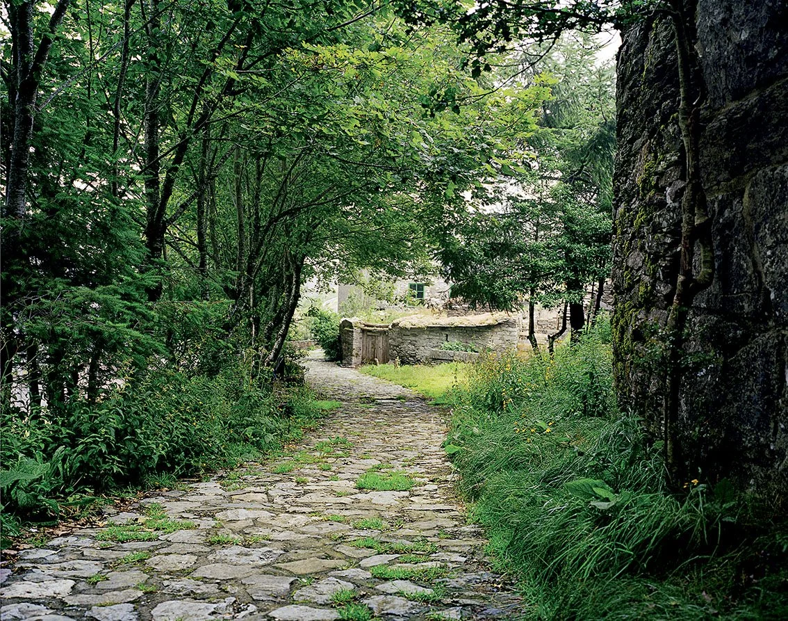 Paved path lined with green trees and old stone, in a wooded setting.
