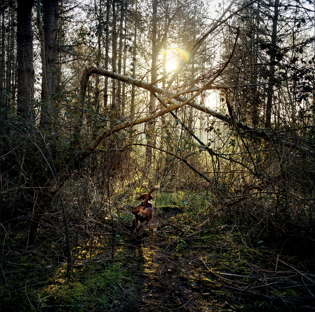 Chemin dans une forêt dense avec des branches tombantes et du soleil à l'horizon. Un chien brun court devant.