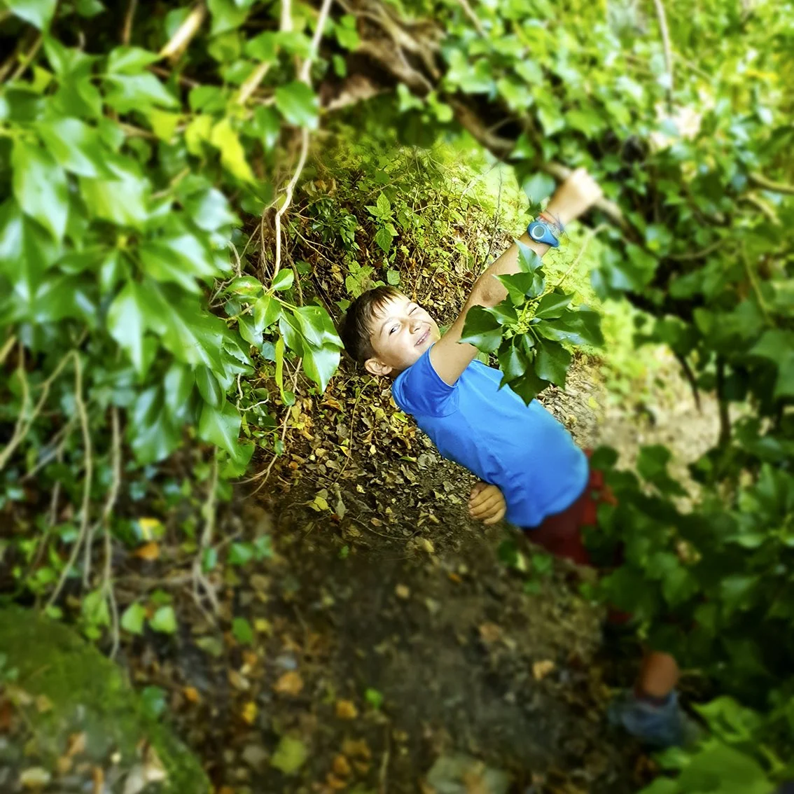 A boy in a blue T-shirt climbing green bushes in the wild.