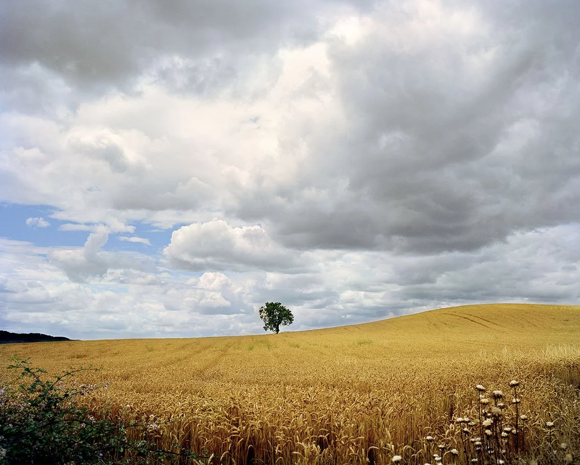 Golden wheat field under a cloudy sky with a lone tree in the distance.