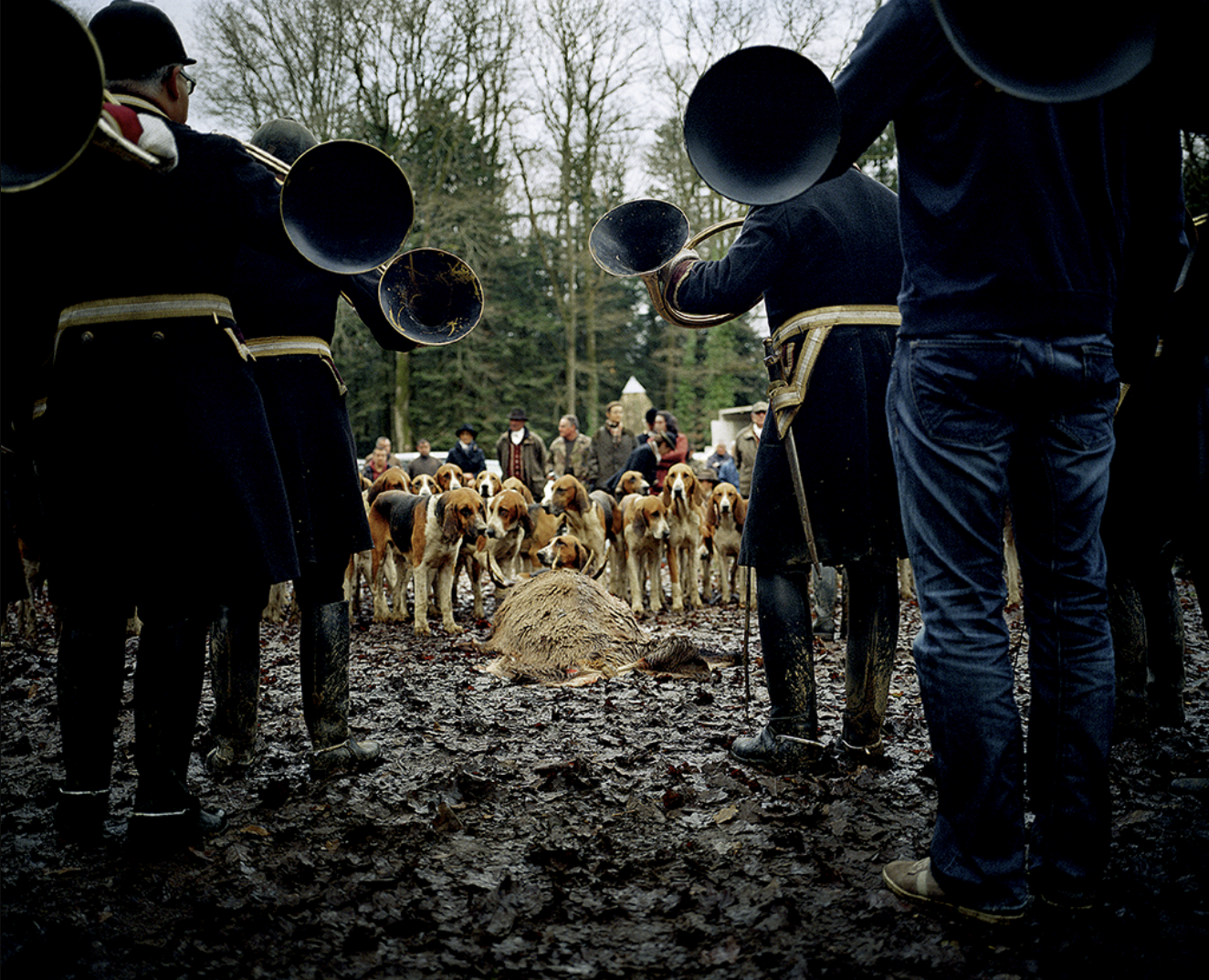 Groupe de chasseurs avec des trompes en bois, entourant un sanglier mort, et une dizaine de chiens de chasse, avec des spectateurs en arrière-plan dans une forêt en automne.