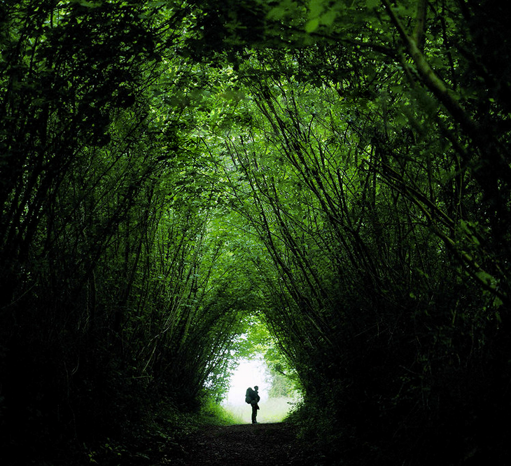 Silhouette of a person with a backpack in a tunnel formed by the branches of green trees in a forest.