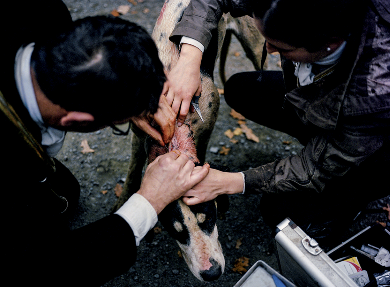 Deux personnes soignant une vache avec des instruments médicaux sur un terrain en extérieur, avec des feuilles mortes au sol.