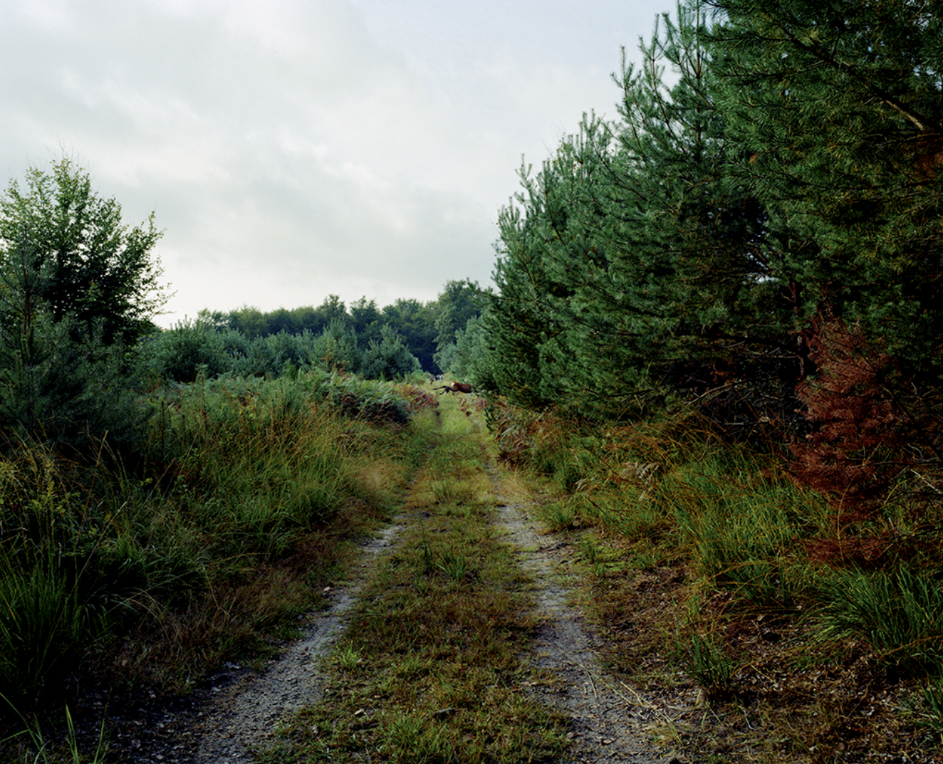 Chemin de terre entouré de buissons et de sapins verts, avec un ciel nuageux.