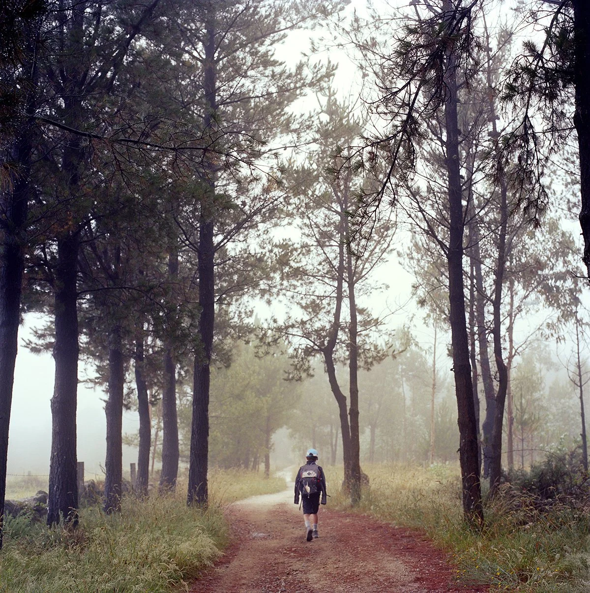 A person is walking along a forest path surrounded by trees, with a misty sky and a calm atmosphere.