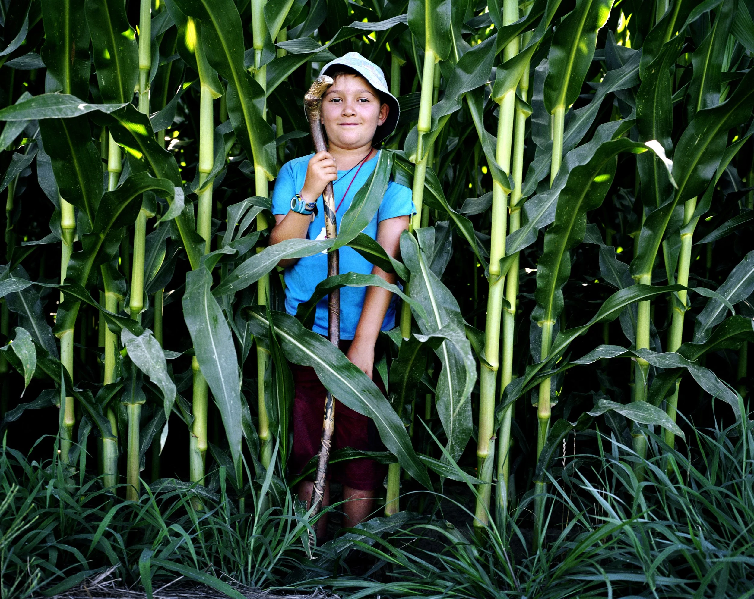 A boy standing in a cornfield, holding a walking stick and wearing a blue hat and T-shirt.