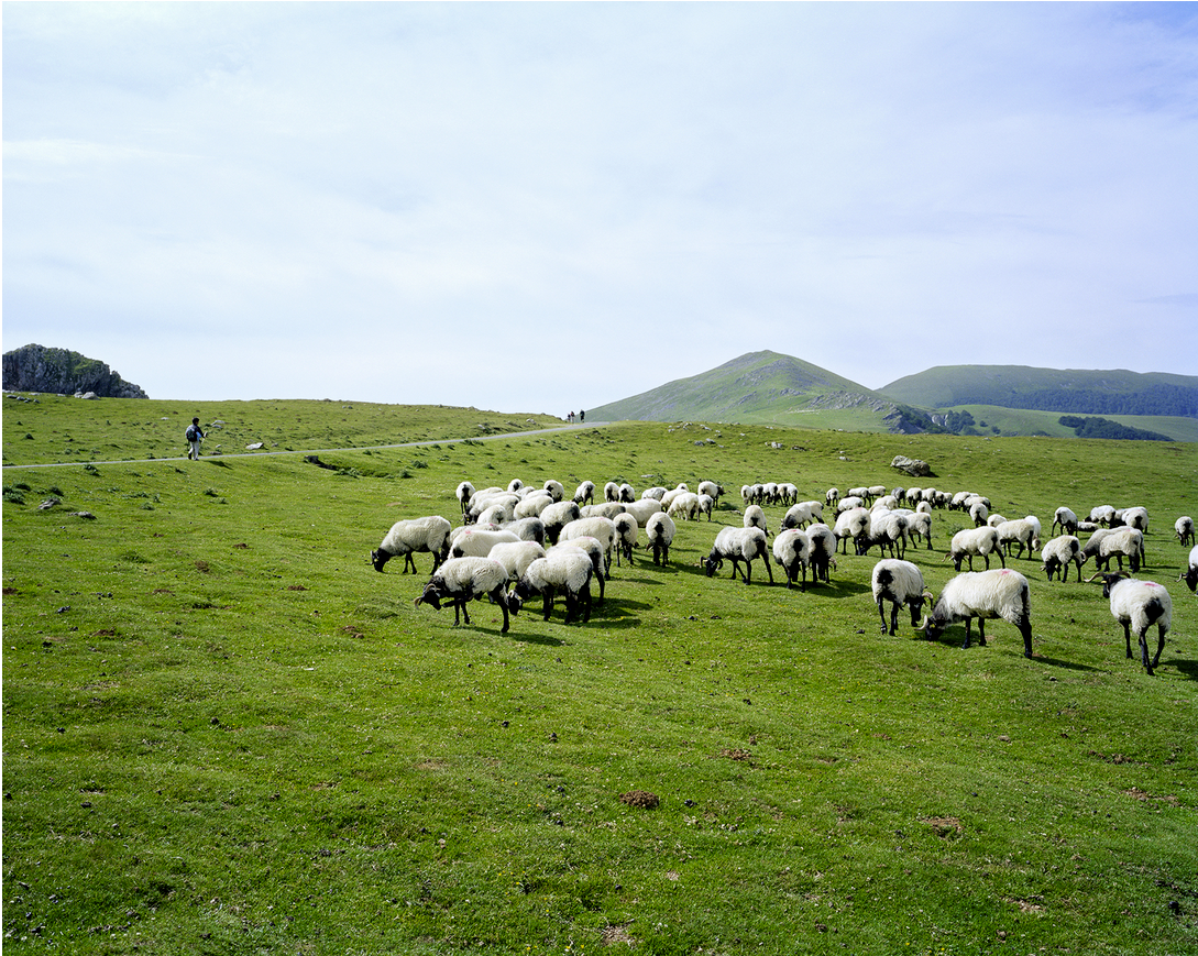 A group of sheep in a green landscape with hills in the background.