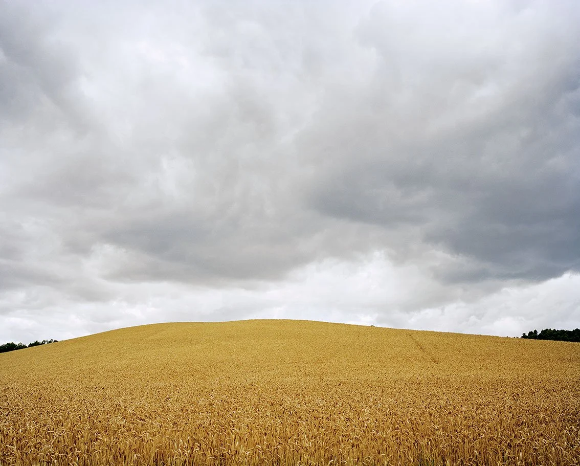 Field of golden wheat under a cloudy sky, hill on the horizon.
