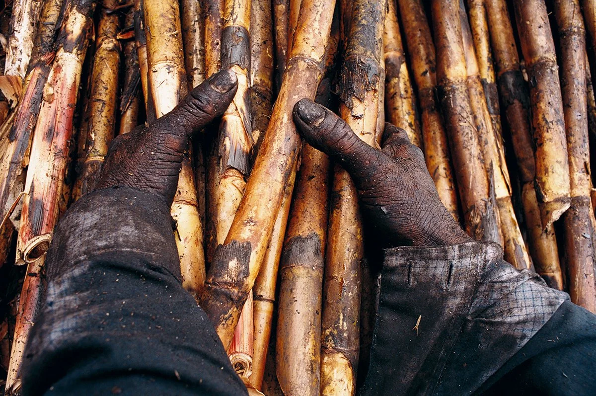 Black hands in contact with bamboo canes