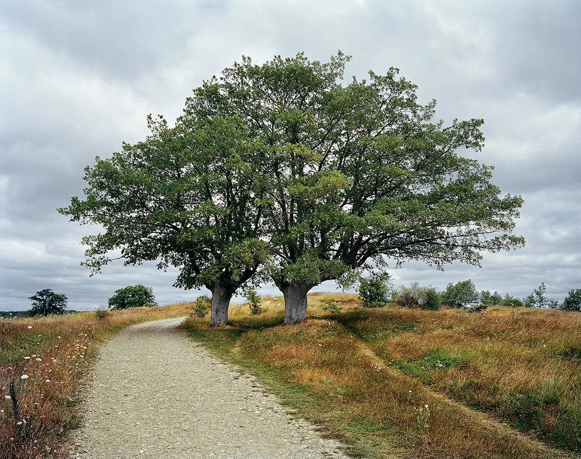 Two tall trees on a dirt road in a country landscape with a cloudy sky.