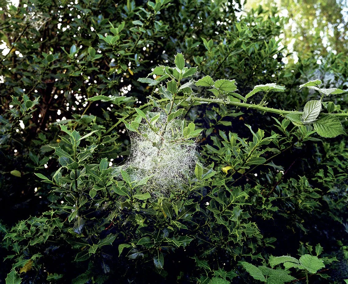 A holly bush with a spider's web in the center.