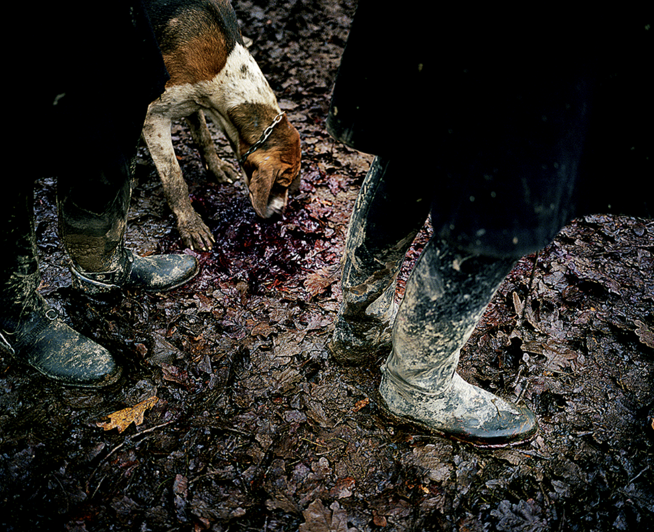 Deux personnes en bottes de pluie, une avec des bottes noires et une avec des bottes blanches, sont dans une forêt avec un sol couvert de feuilles mortes. Elles tiennent un chien de chasse qui boit de l'eau ou du sang sur le sol.