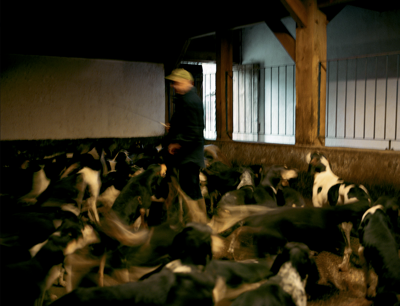 Un homme dans une ferme, entouré de chiots de race Setter irlandais, dans une pièce sombre avec une lumière venant d'une fenêtre.