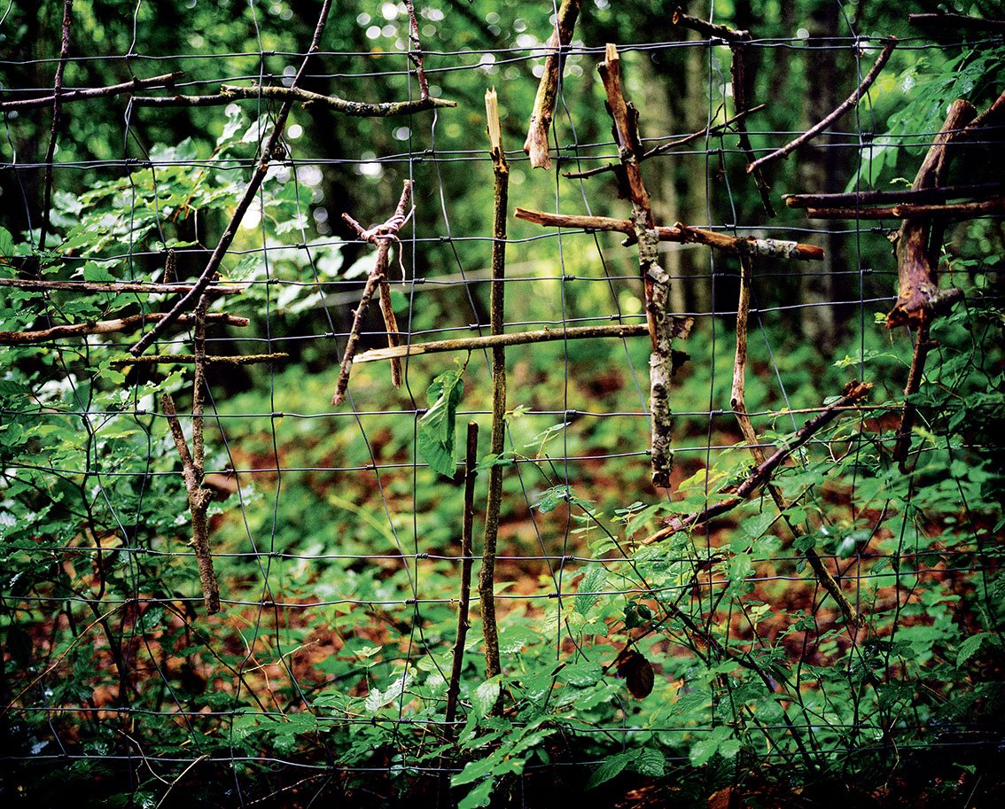 Wire fence with dead branches and greenery, in a dense forest.