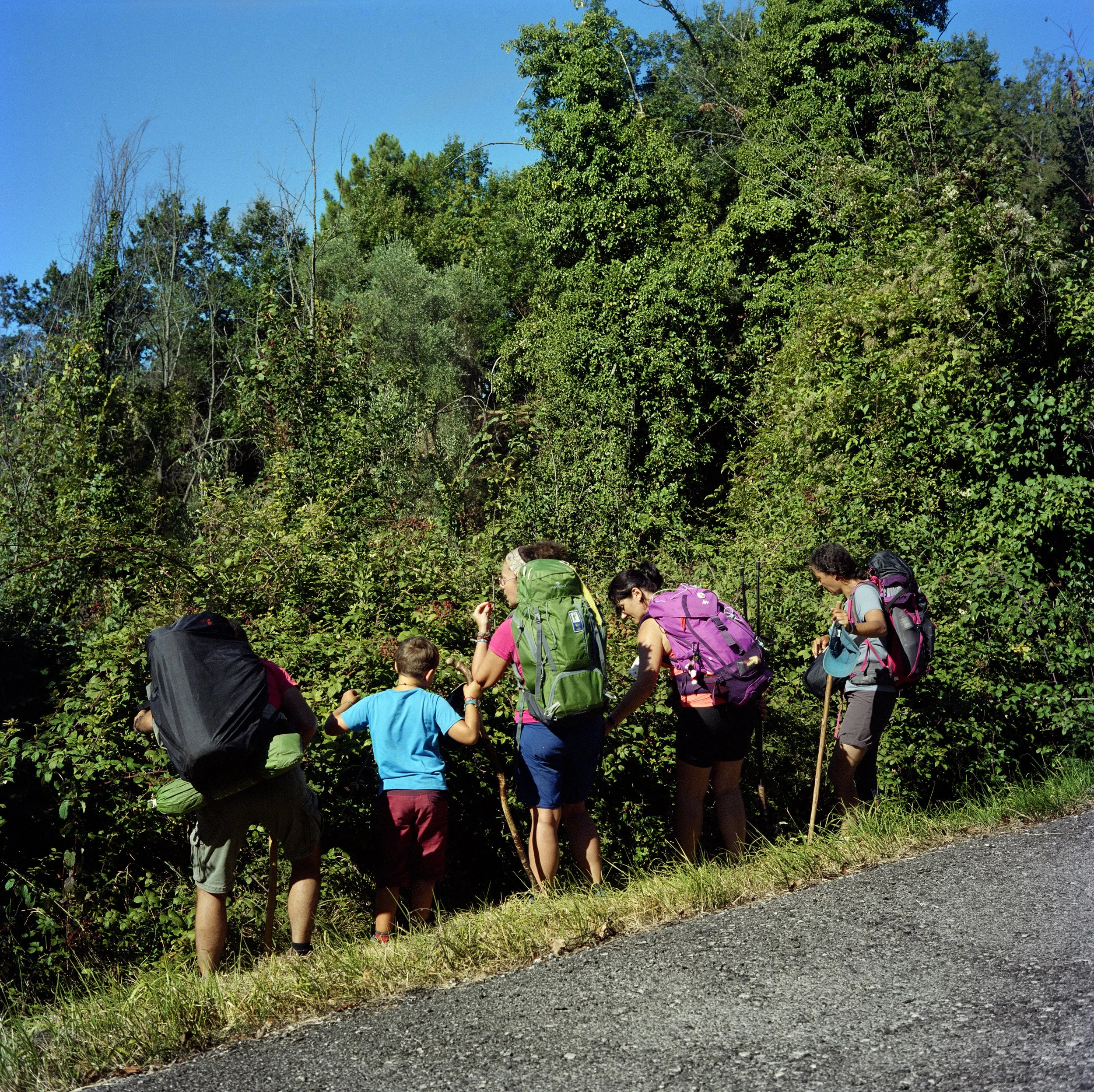 A group of people with backpacks and walking sticks hiking through a green forest under a blue sky.