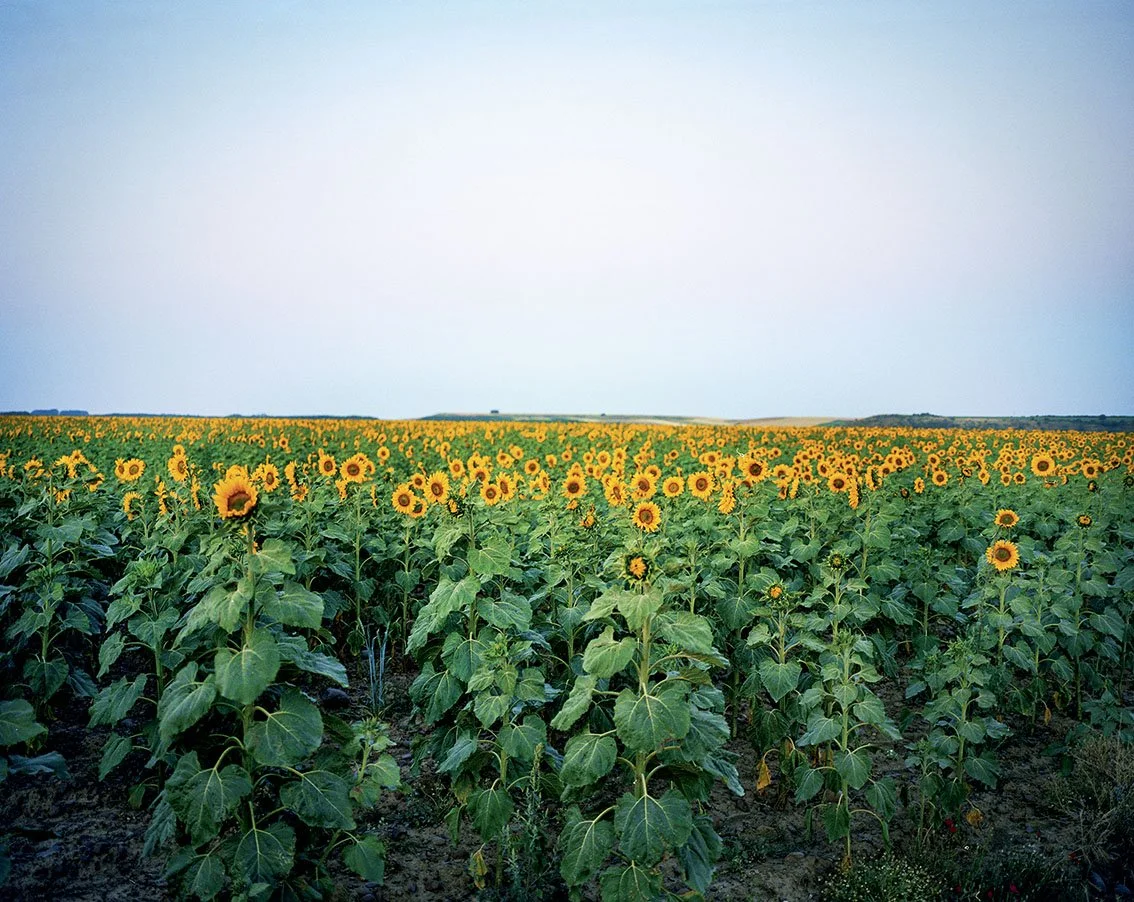 A field of sunflowers under a clear sky