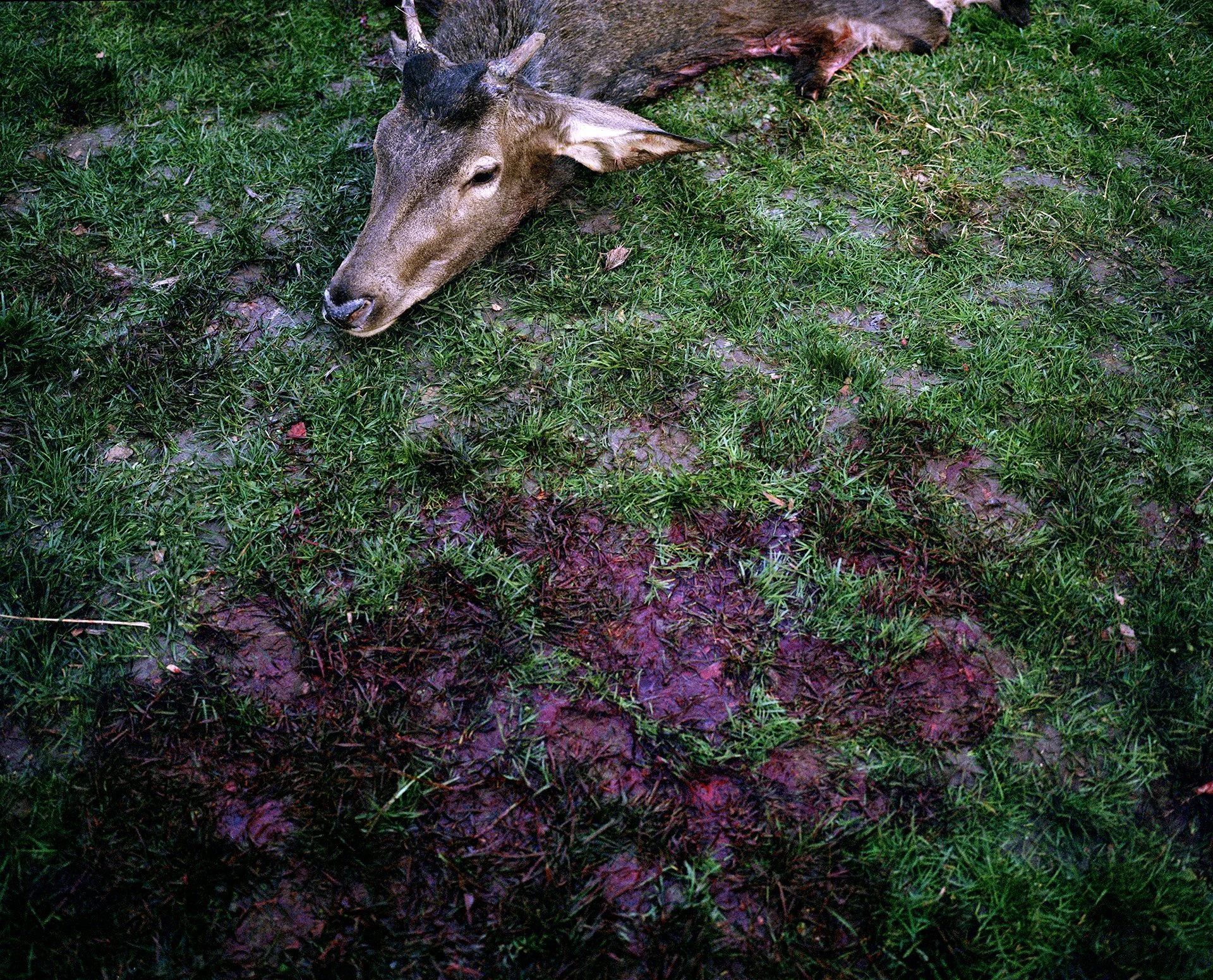Un animal mort, probablement un cerf, allongé sur de l'herbe verte avec une tache de sang ou de couleur rougeâtre à côté de lui.