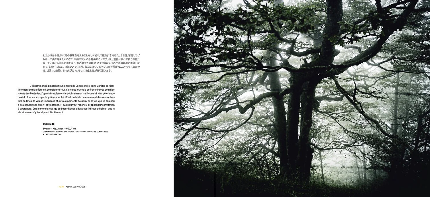 Une photo d'un grand arbre au fond d'une forêt, avec une lumière faible et une ambiance brumeuse.