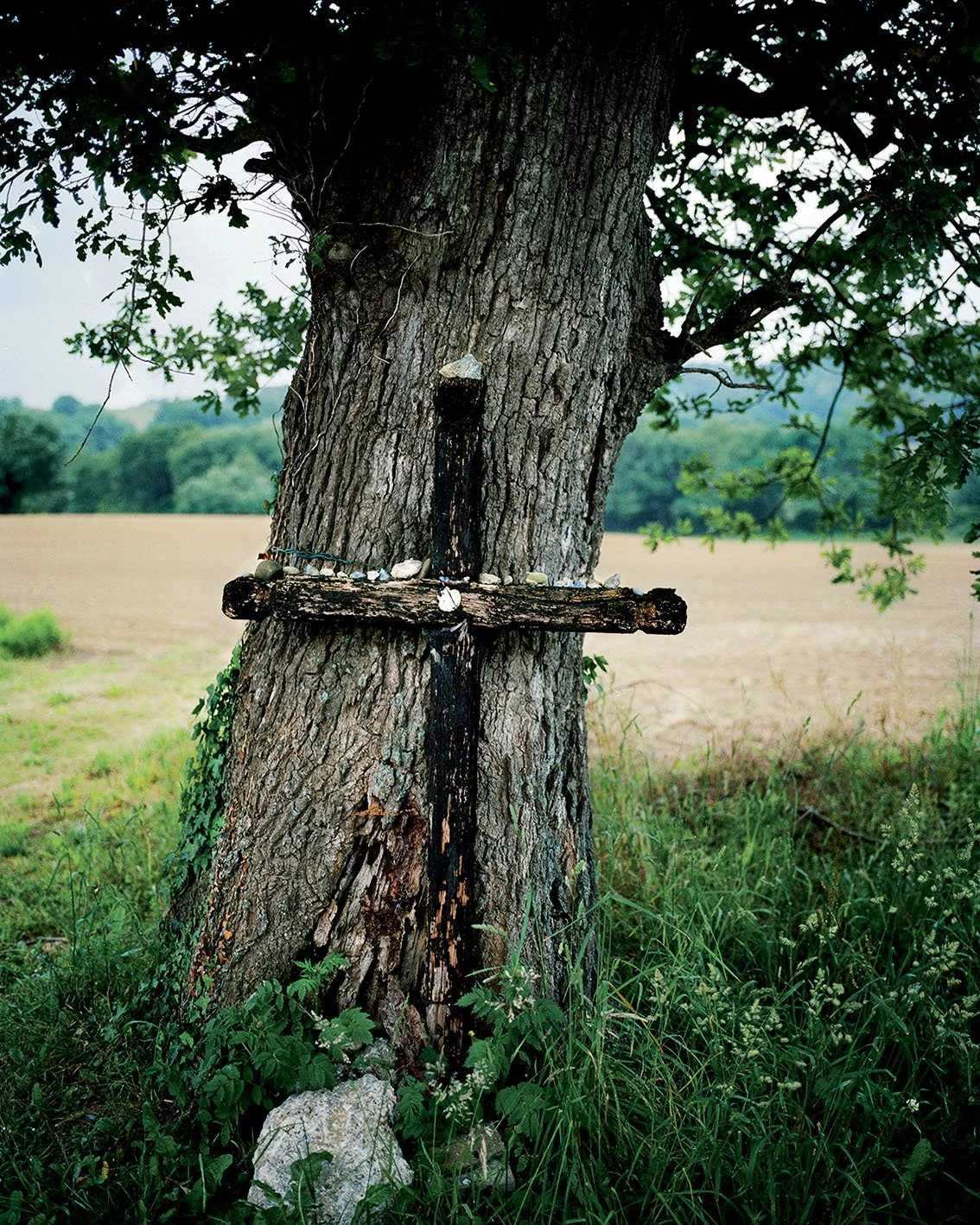 A tree with a wooden cross attached to its trunk, set in a field with green grass and a forest landscape in the background.