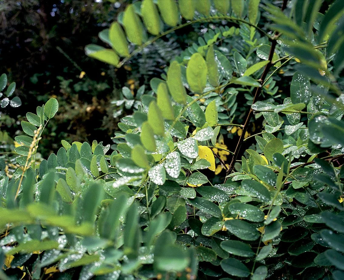 Green leaves with water droplets on a dense bush branch.