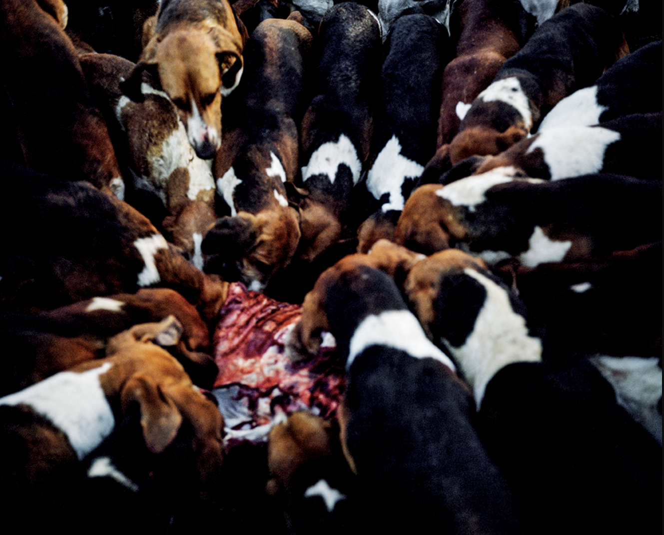 Groupe de chiots de différentes races rassemblés autour d'une source de nourriture ou d'une couverture, tous concentrés».