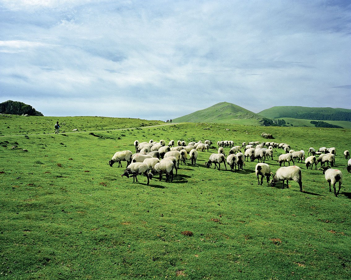 A flock of sheep in a green meadow with hills in the background under a partly cloudy sky.
