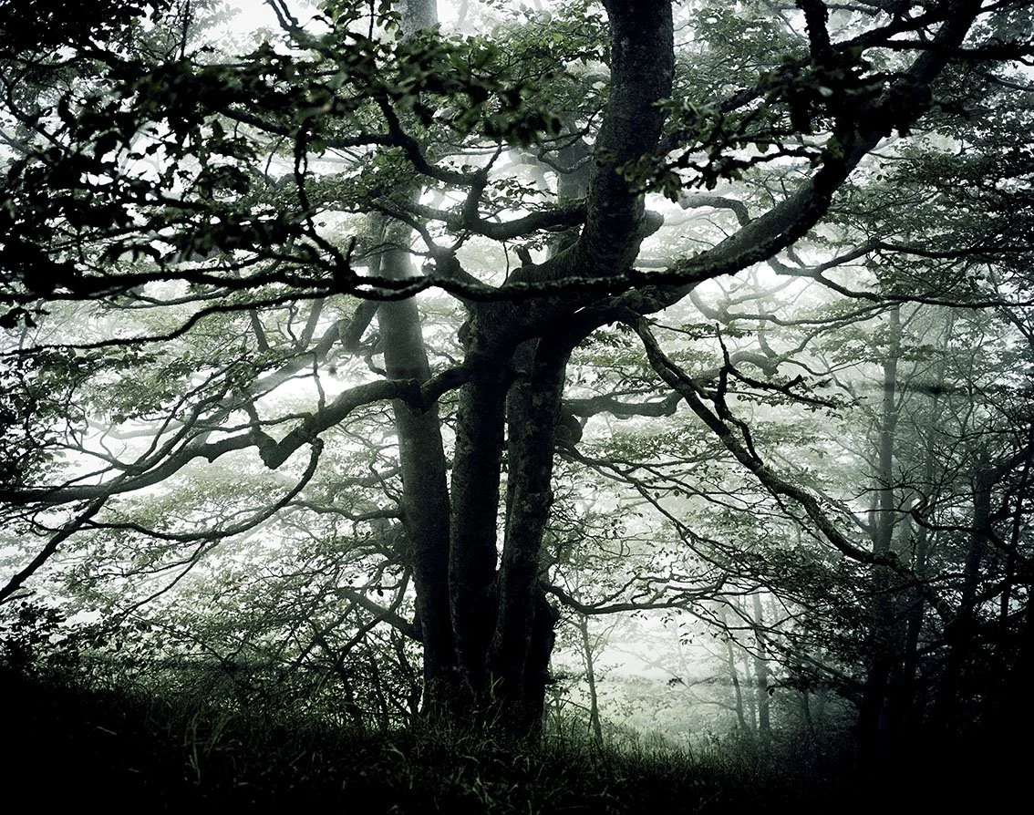 An imposing tree in a misty forest, with spreading branches and light filtering through the foliage.