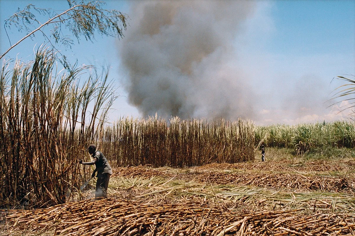 Two people in a sugarcane field cutting with a forest fire in the background and smoke rising into the sky.
