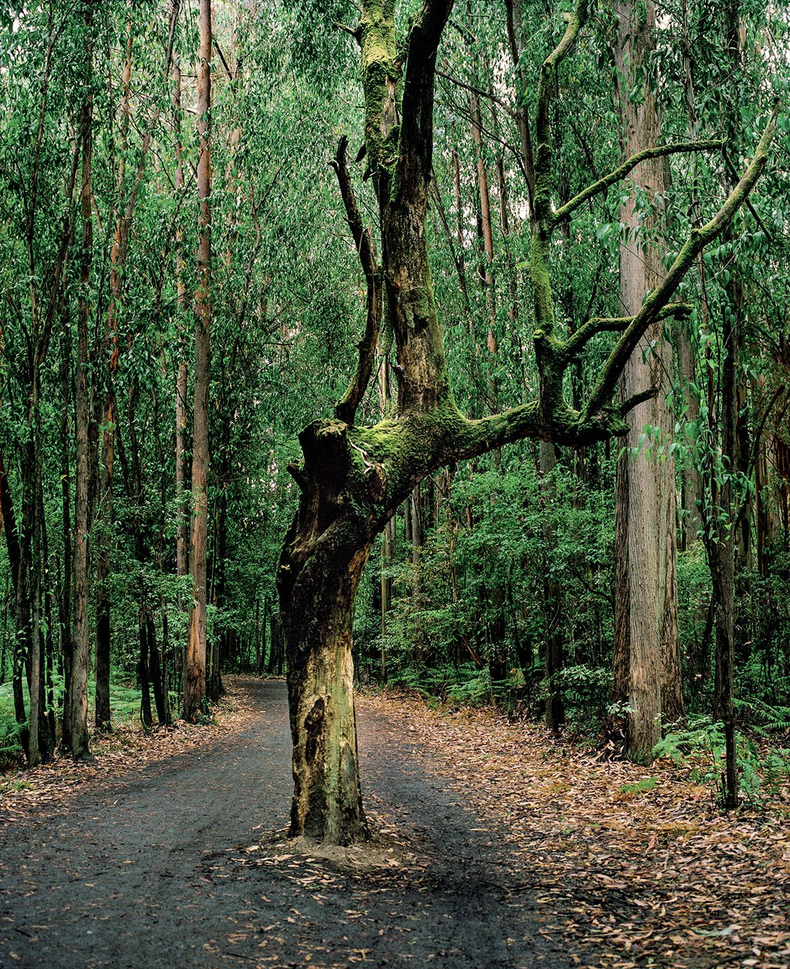 Forest path lined with green trees, with a strange tree in the center with a branch extending horizontally.