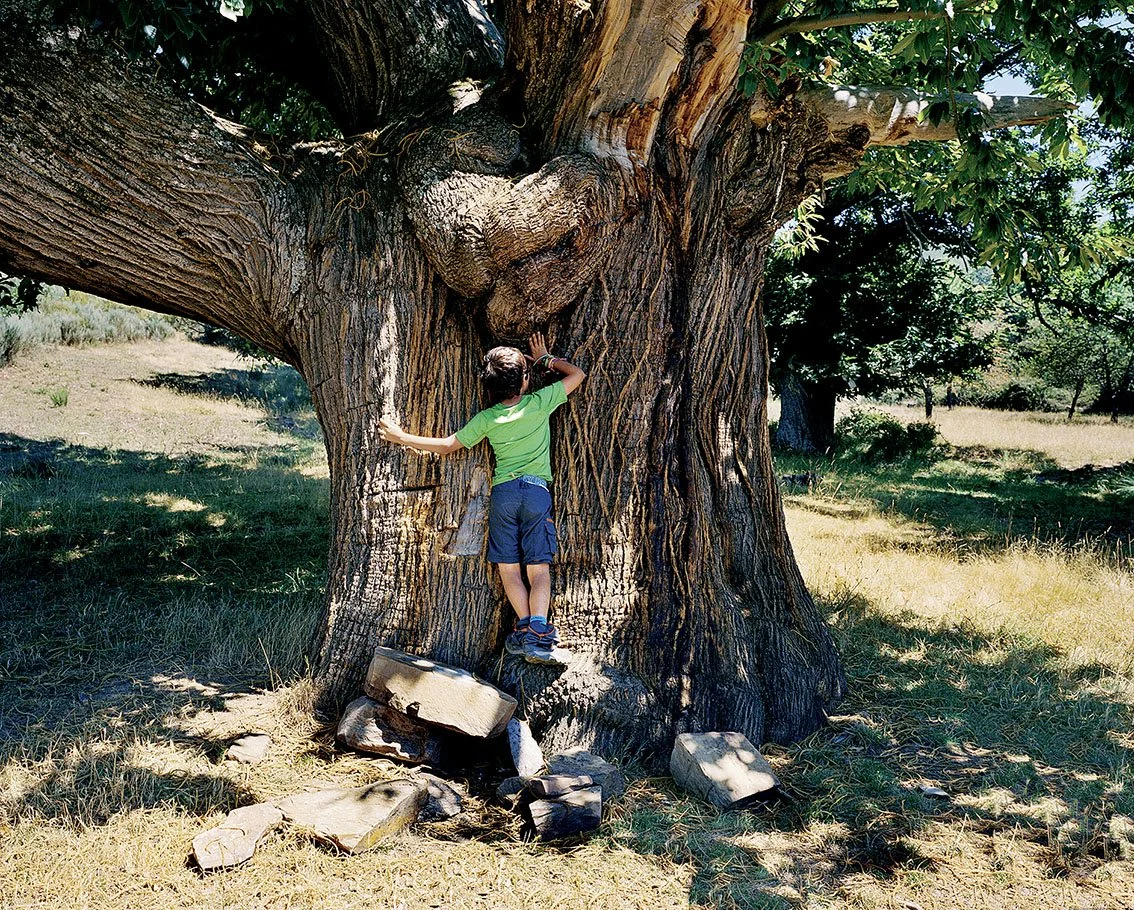 Child climbs a tall, sturdy tree in a sunny field, surrounded by grass, under a clear sky.
