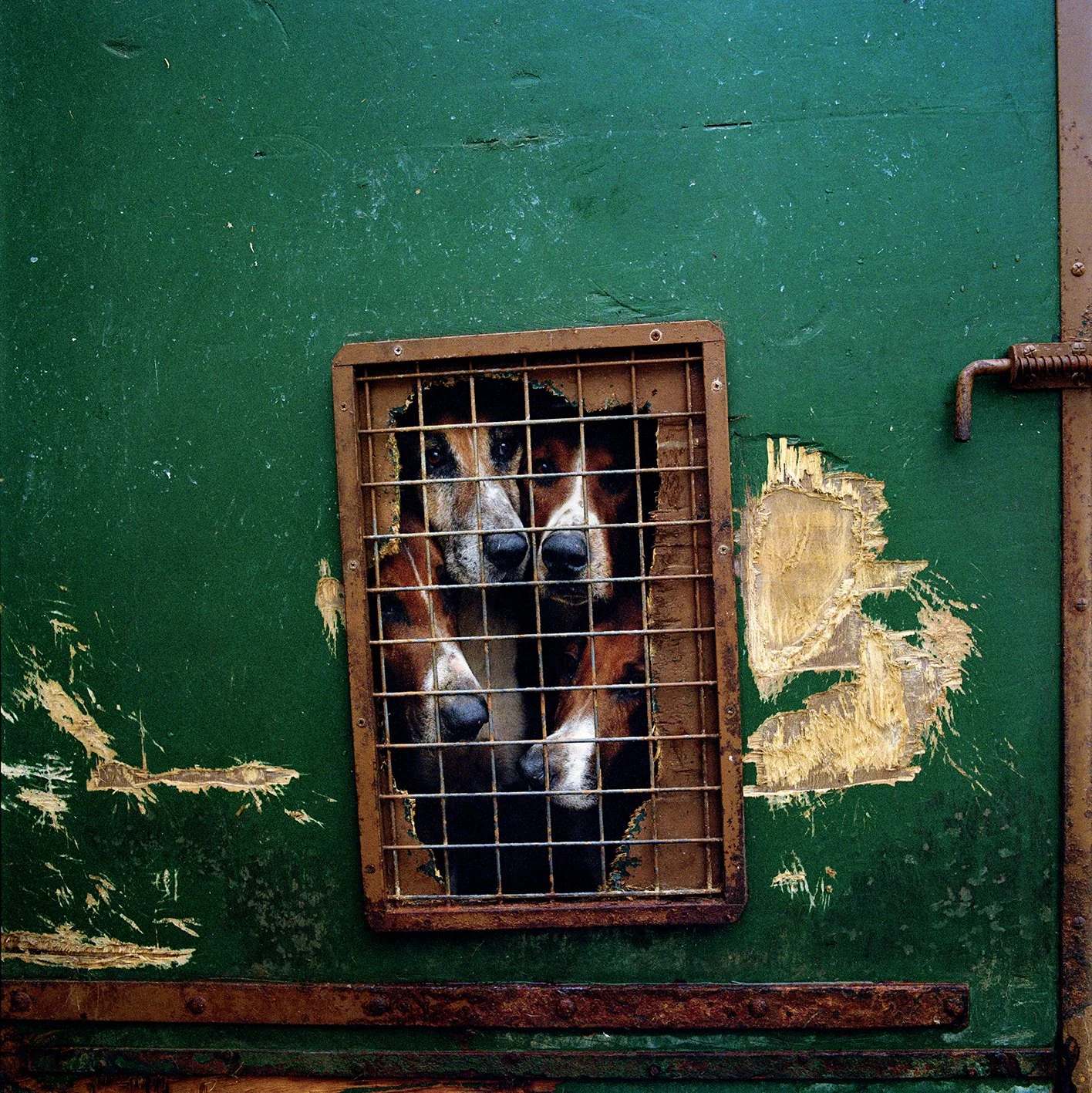 Deux chiens derrière une grille dans une porte de chenil en bois vétuste avec de la peinture verte écaillée.