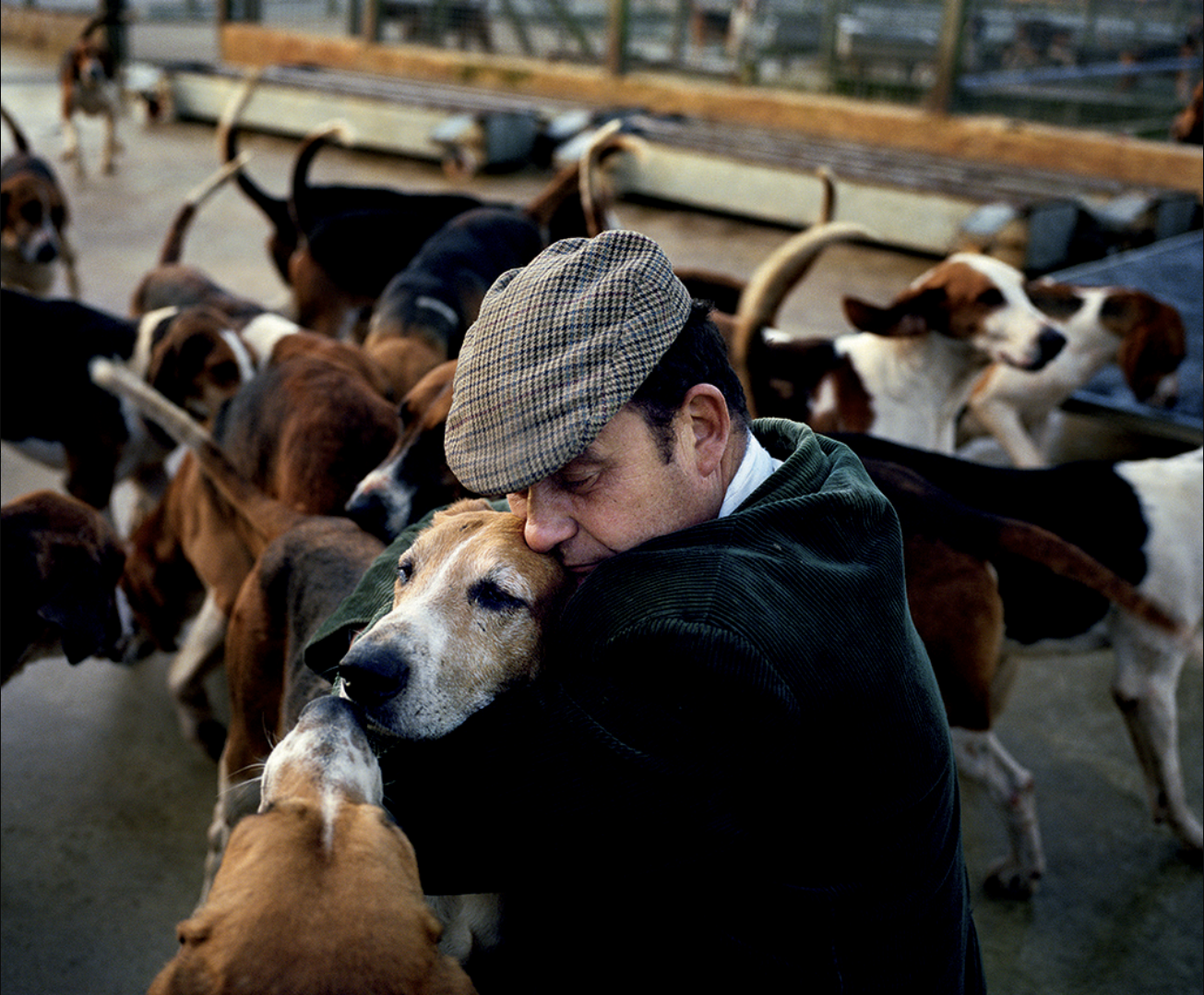 Un homme élégant, portant une veste en velours vert et une casquette à carreaux, embrasse affectueusement un chien dans une ferme ou un refuge pour chiens, entouré de plusieurs autres chiens, dans un environnement intérieur.