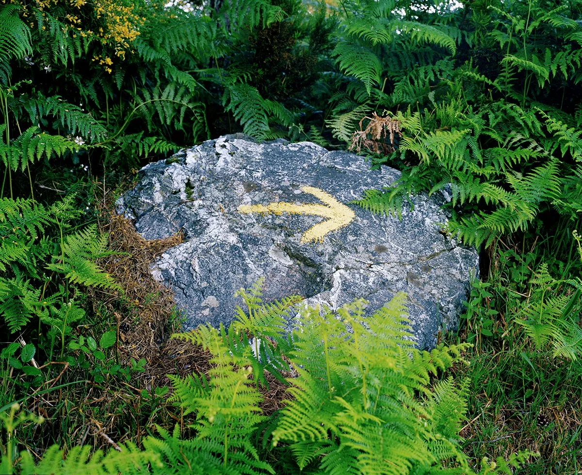 Marker on a stone in a forest surrounded by ferns, indicating the direction to follow.