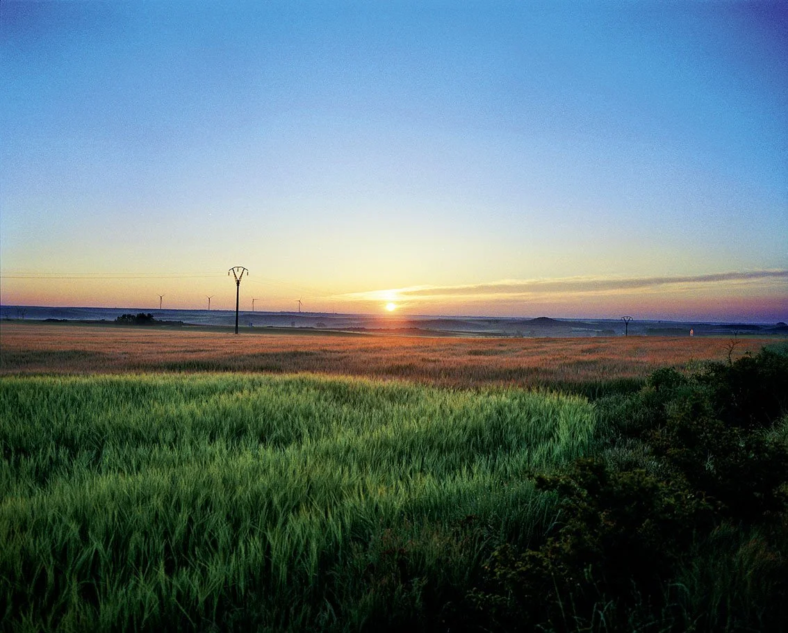 Green wheat field with sunset on the horizon and several wind turbines in the background.