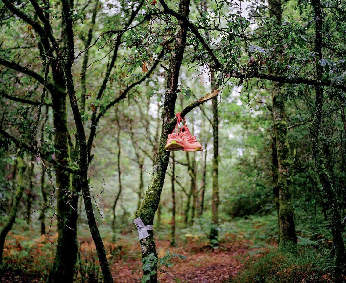 A pair of sports shoes hanging from a tree branch in a dense green forest.