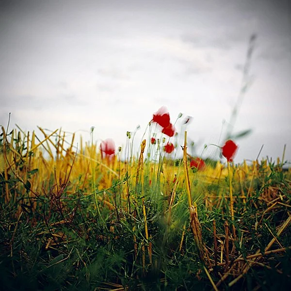 Champ de fleurs sauvages avec des coquelicots rouges en dessous d'un ciel nuageux