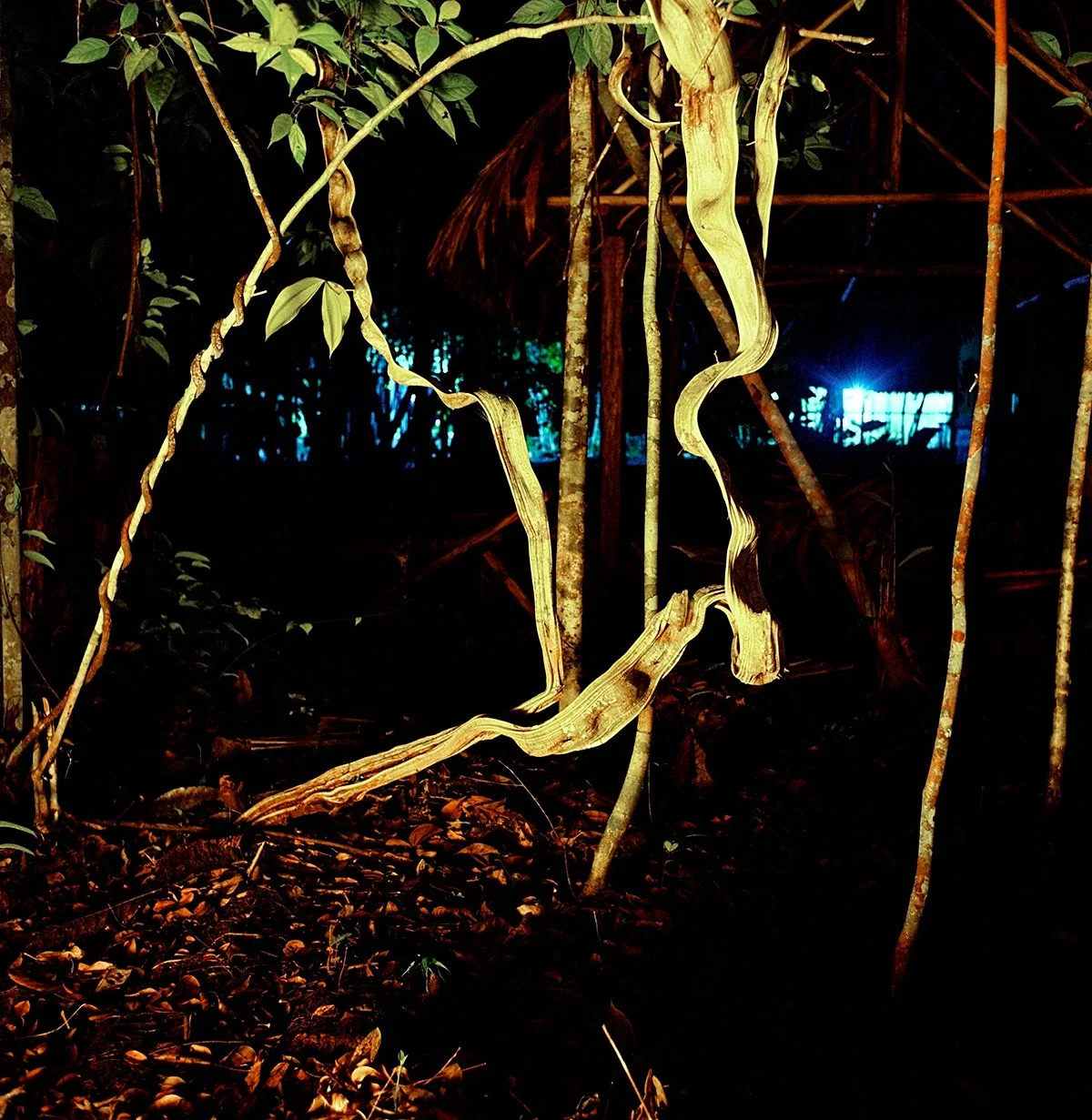 Rainforest vegetation at night with branches, leaves and blue light in the background.