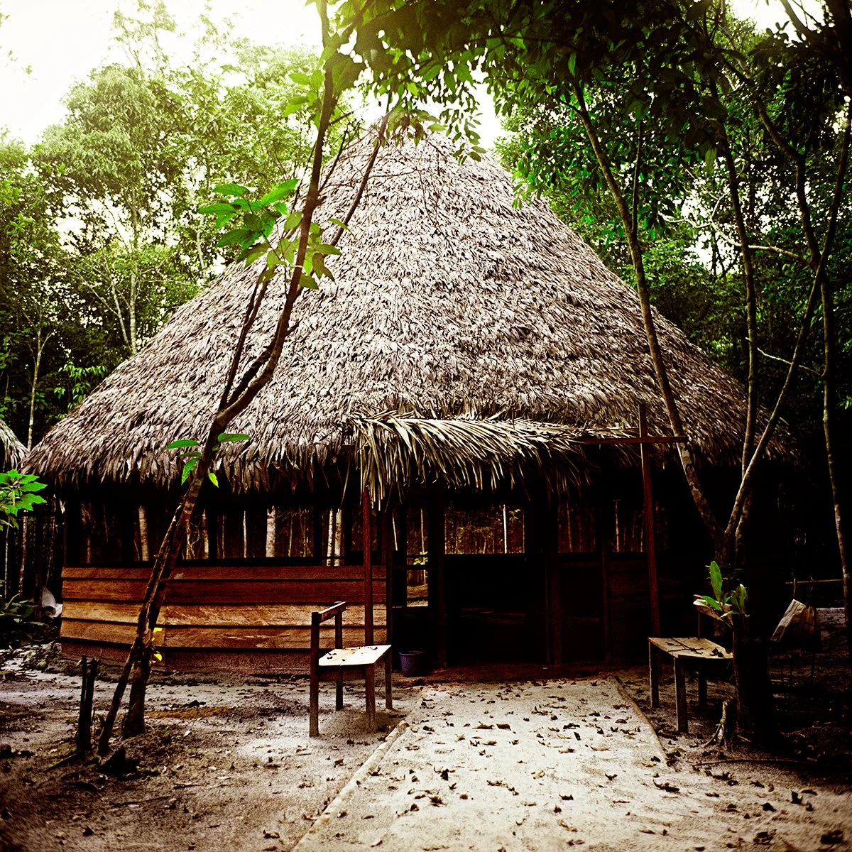 hut made of natural materials with a roof of palm leaves, located in a dense forest