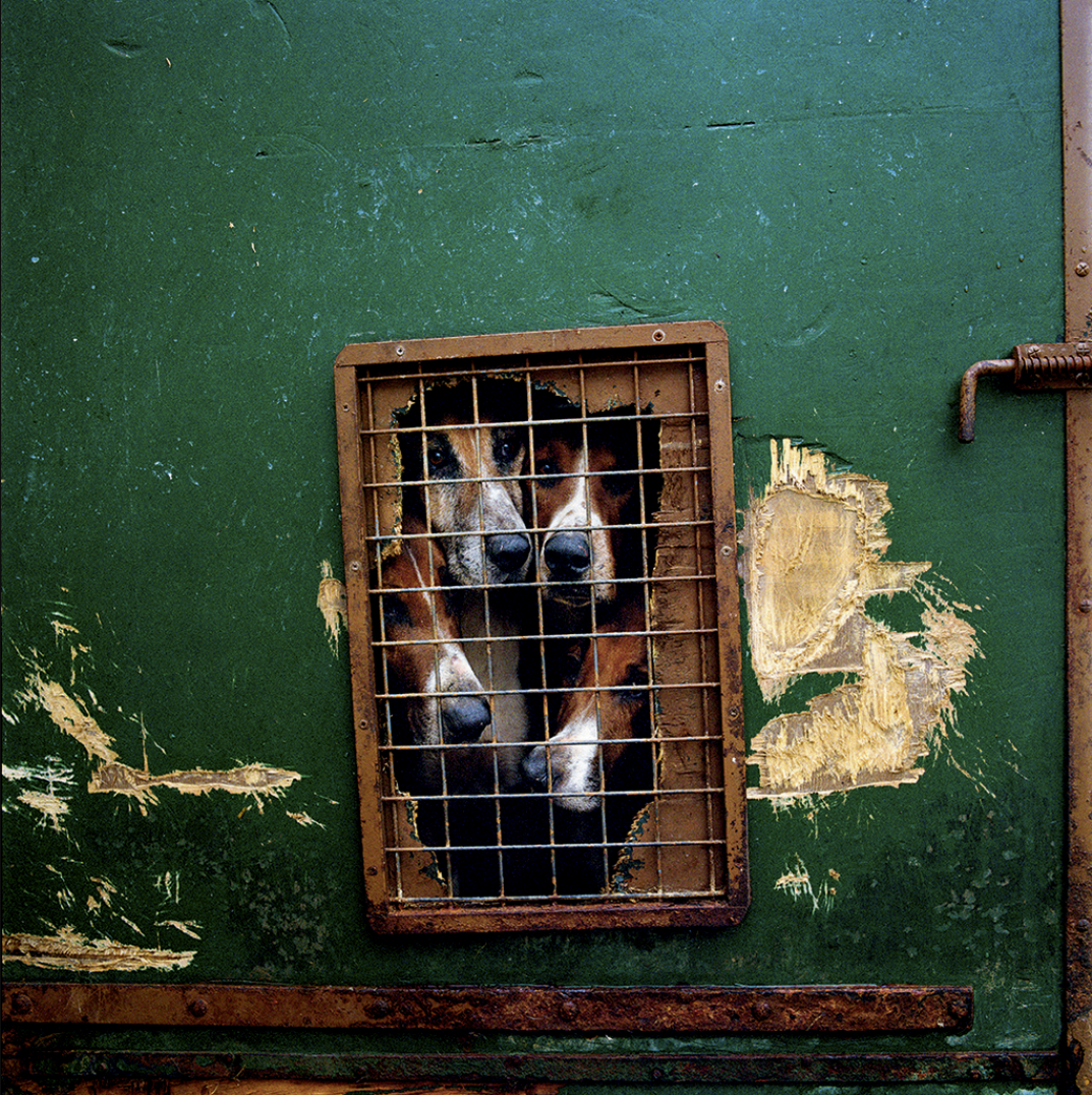 Deux chiens bruns avec des taches blanches regardent à travers une grille, enfermés dans une cage en fer dans une porte verte usée.