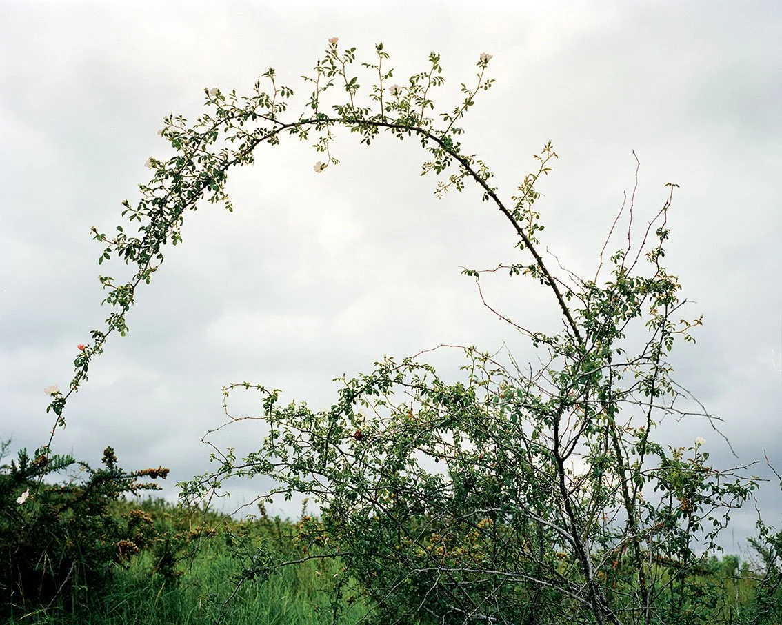 Arch of branches and foliage of a bush against a cloudy sky