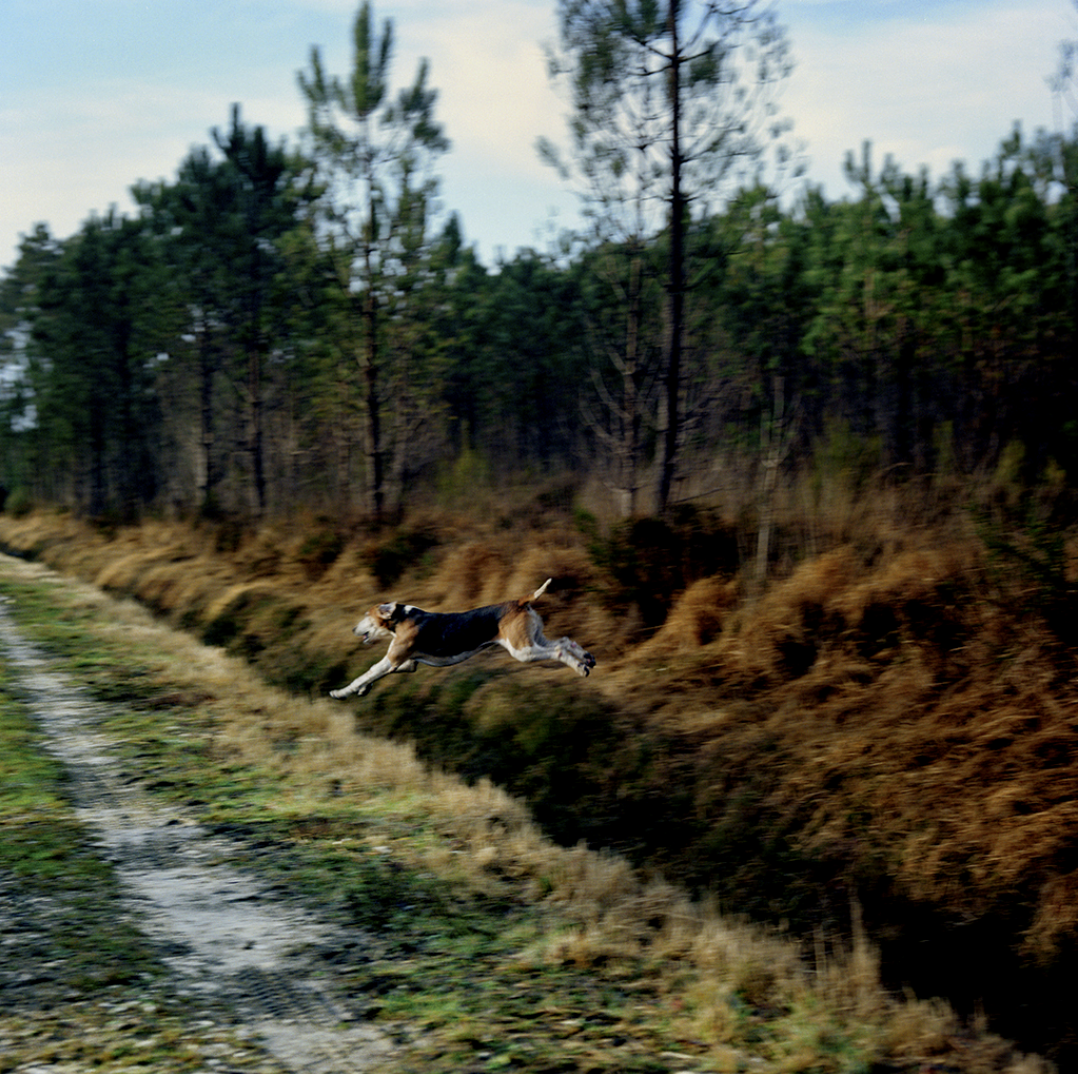 Un chien de race berger allemand en train de sauter d'une berge au sol dans la nature avec des arbres en arrière-plan.