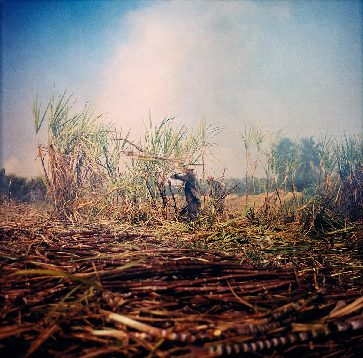 A farmer cuts sugar cane in a field in broad daylight.